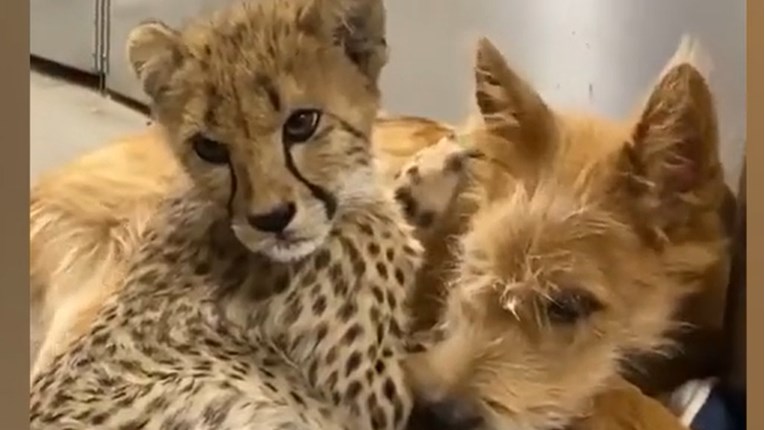 Mali gepard i pas su oduševili internet svojim maženjem